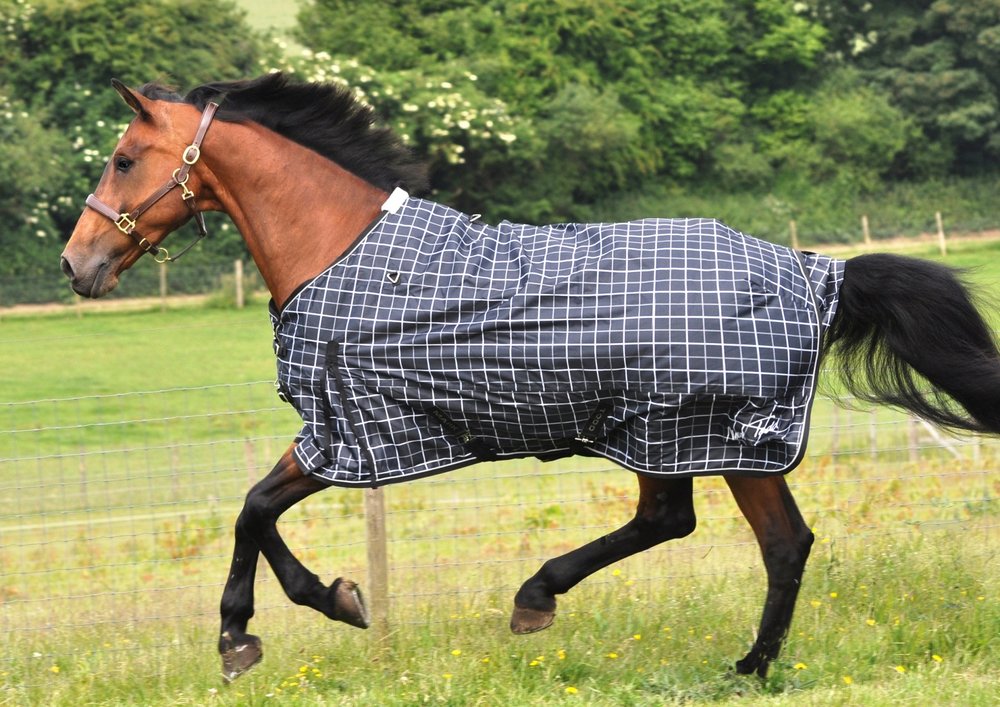 Top Features To Look Out For When Buying A Stable Rug