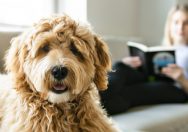 Find a Caring Companion for your Pet While Reaching for your Travel Goals