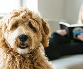 Find a Caring Companion for your Pet While Reaching for your Travel Goals