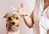 Amazing benefits of Mobile pet grooming