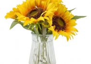 All you need to need to know about sunflower bouquet