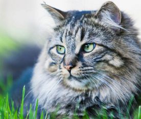 The best flea treatment for cats