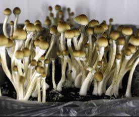 psilocybin mushrooms