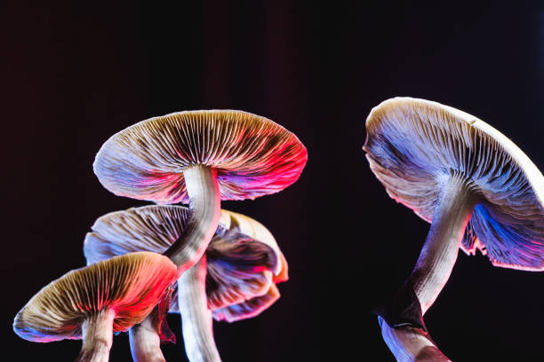 magic mushroom vancouver