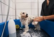 dog wash franchise in Australia