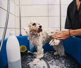 dog wash franchise in Australia